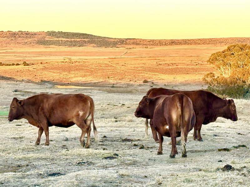0 Bedroom Property for Sale in Warden Free State